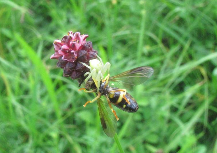 Misumena vatia - Sostegno (BI)
